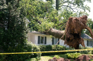 Emergency Tree Removal Services in High Point - Call 336-923-7212 24/7
