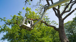 Tree Trimming Services in High Point, North Carolina - 336-923-7212