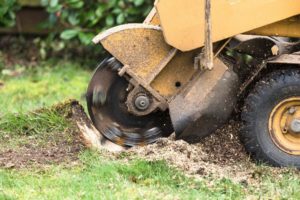 Stump Grinding and Stump Removal in High Point - High Point Tree Removal