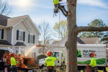 Professional tree removal service in High Point, NC, showcasing a team safely removing a large tree